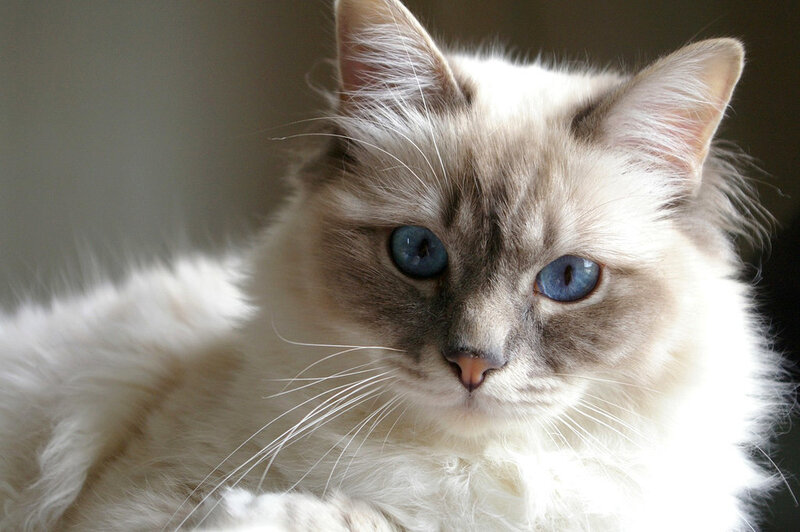 Fluffy Cat with Blue Eyes — White, Calm, Photograph, Blue Eyes