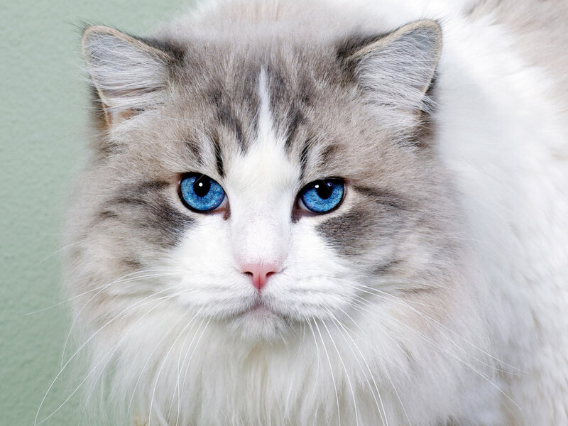 Fluffy Cat with Blue Eyes — White, Calm, Photograph, Blue Eyes, White Whiskers