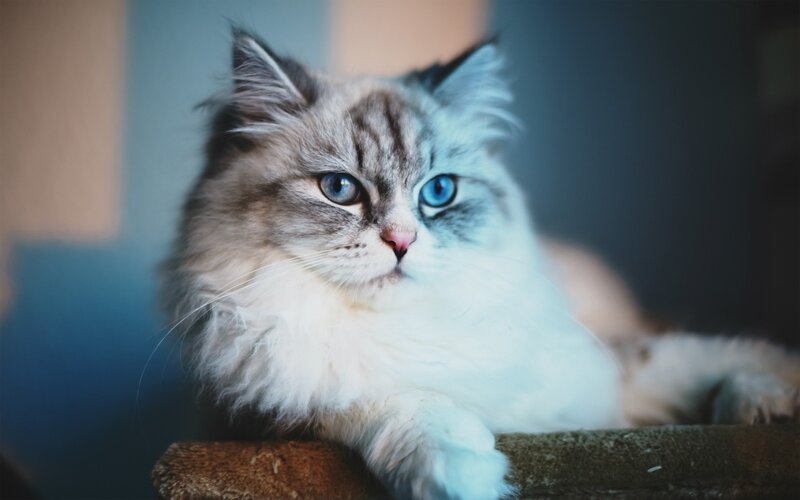 Fluffy Cat with Blue Eyes — White, Calm, Photograph, Cat Tree