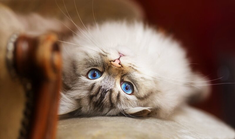 Fluffy Cat with Blue Eyes — White, Calm, Photograph, Chair