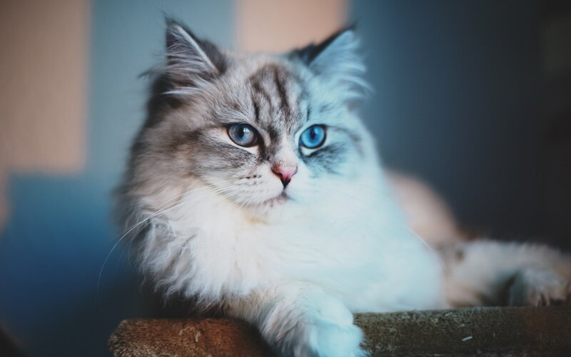 Fluffy Cat with Blue Eyes — White, Calm, Photograph, Couch