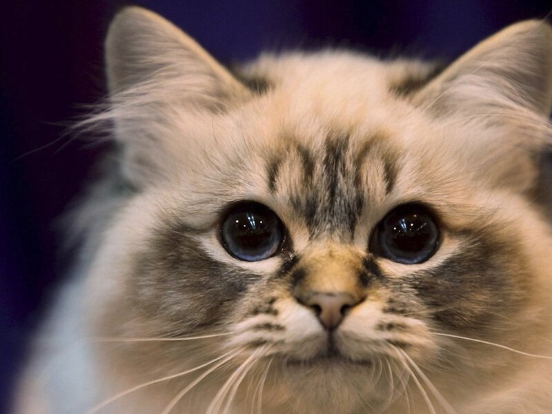 Fluffy Cat with Blue Eyes — White, Calm, Photograph, Ears, Whiskers