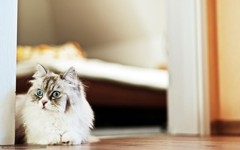 Fluffy Cat with Blue Eyes — White, Calm, Photograph, Floor, Doorway