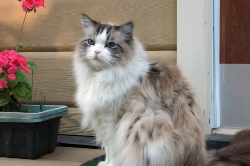 Fluffy Cat with Blue Eyes — White, Calm, Photograph, Flower Pot