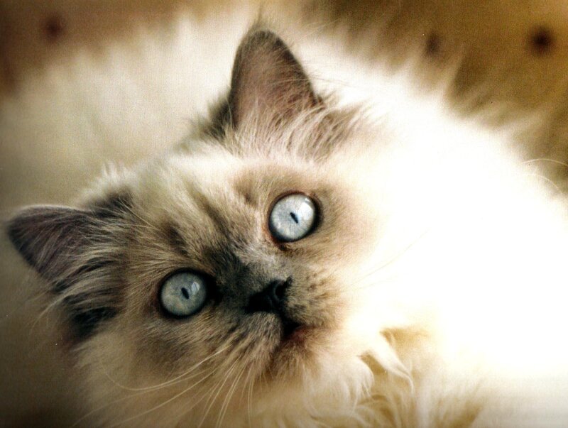Fluffy Cat with Blue Eyes — White, Calm, Photograph, Fur, Whiskers