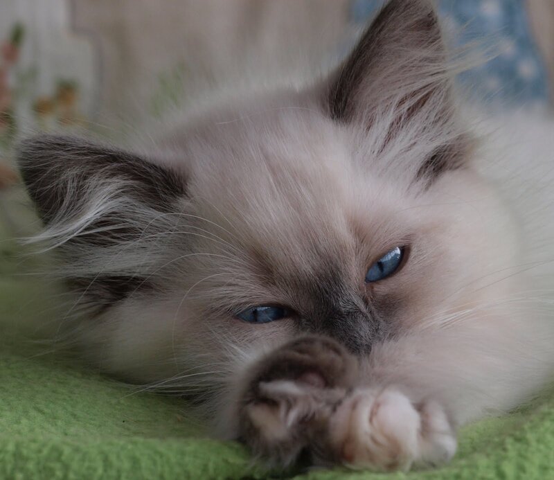 Fluffy Cat with Blue Eyes — White, Calm, Photograph, Green Blanket