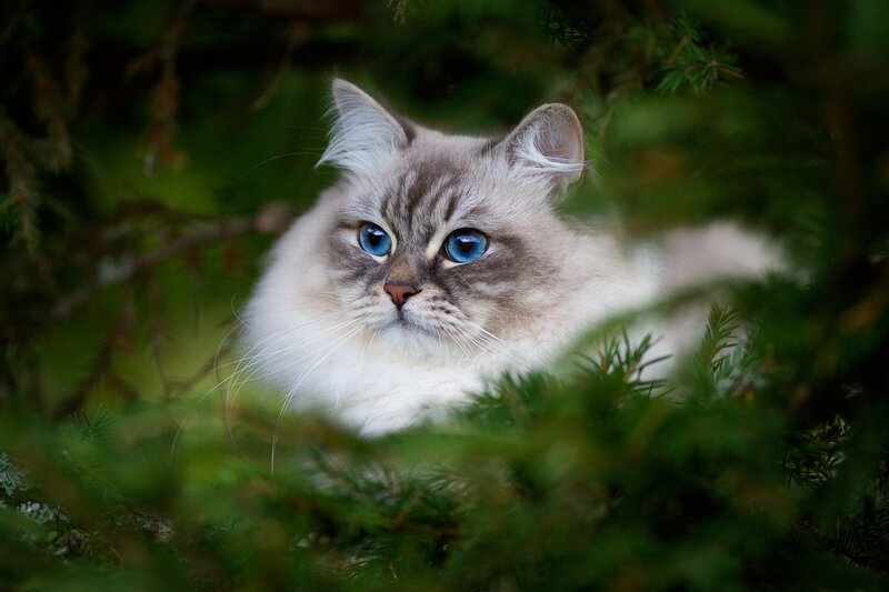 Fluffy Cat with Blue Eyes — White, Calm, Photograph, Green Foliage