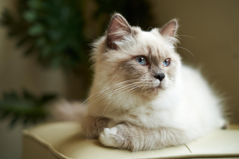 Fluffy Cat with Blue Eyes — White, Calm, Photograph, Plant, Cushion