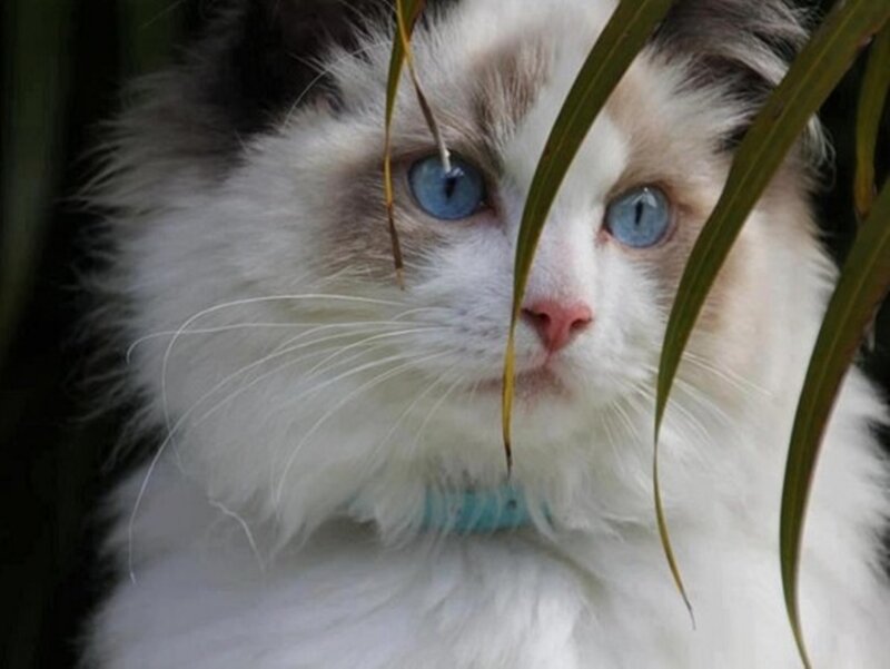 Fluffy Cat with Blue Eyes — White, Calm, Photograph, Plant Leaves