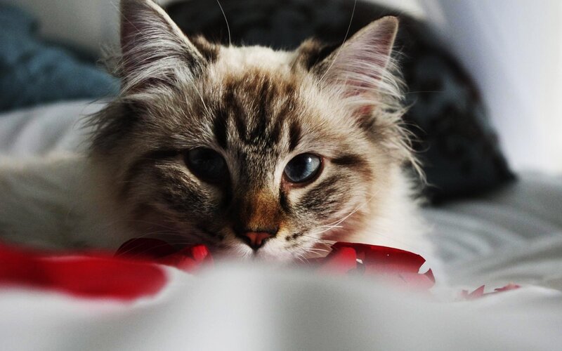 Fluffy Cat with Blue Eyes — White, Calm, Photograph, Red Petals