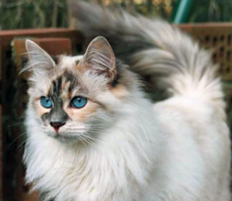 Fluffy Cat with Blue Eyes — White, Calm, Photograph, Tail