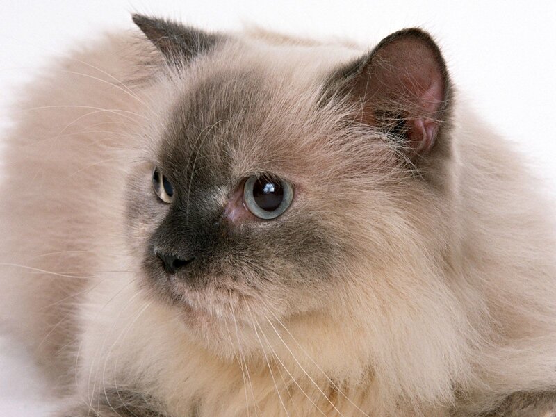 Fluffy Cat with Blue Eyes — White, Calm, Photograph