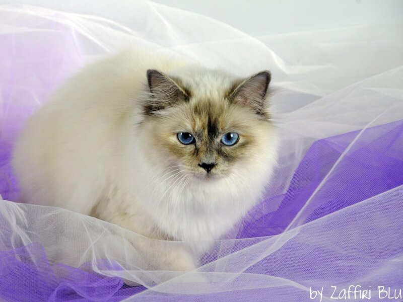 Fluffy Cat with Blue Eyes — White, Calm, Photograph, Tulle Fabric