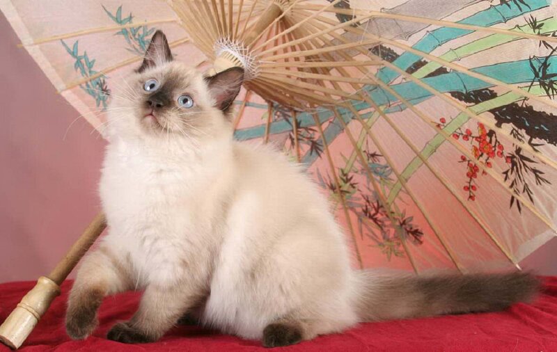Fluffy Cat with Blue Eyes — White, Calm, Photograph, Umbrella