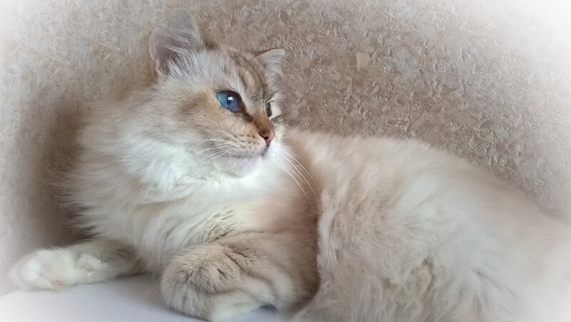 Fluffy Cat with Blue Eyes — White, Calm, Photograph, Wall