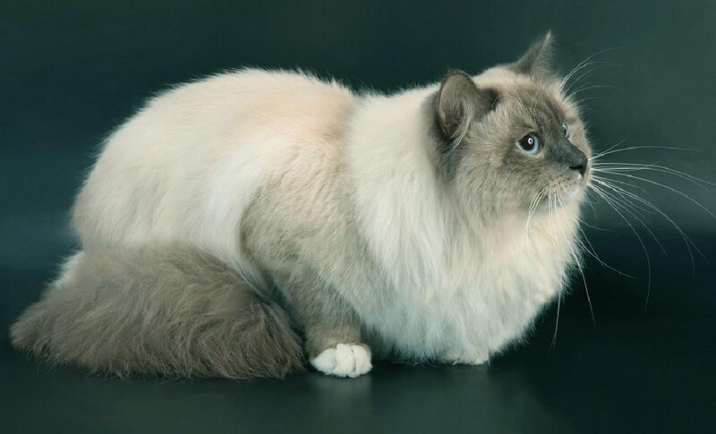 Fluffy Cat with Blue Eyes — White, Calm, Photograph, Whiskers, Dark Background