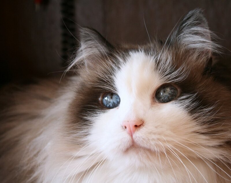 Fluffy Cat with Blue Eyes — White, Calm, Photograph, Whiskers, Ears