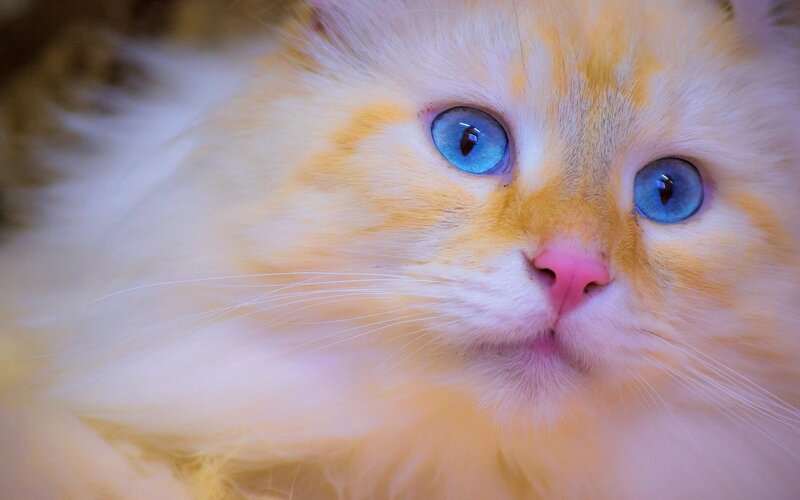 Fluffy Cat with Blue Eyes — White, Calm, Photograph, Whiskers, Nose