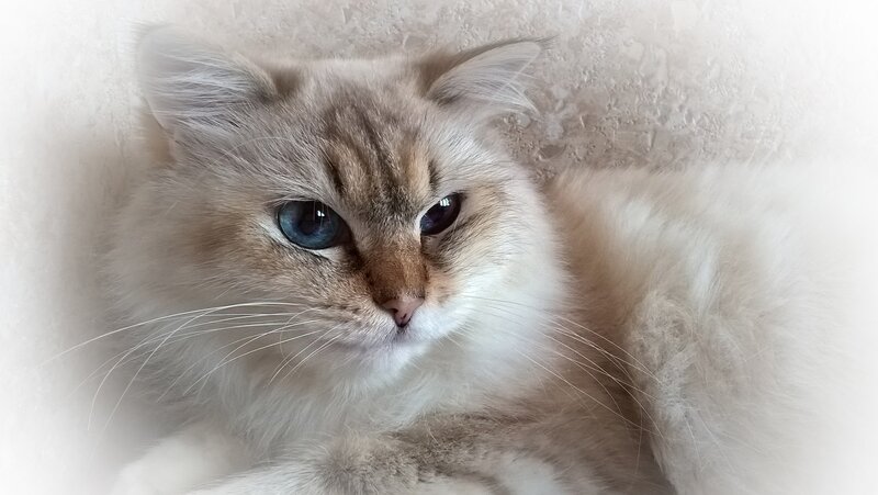 Fluffy Cat with Blue Eyes — White, Calm, Photograph, Whiskers, Wall