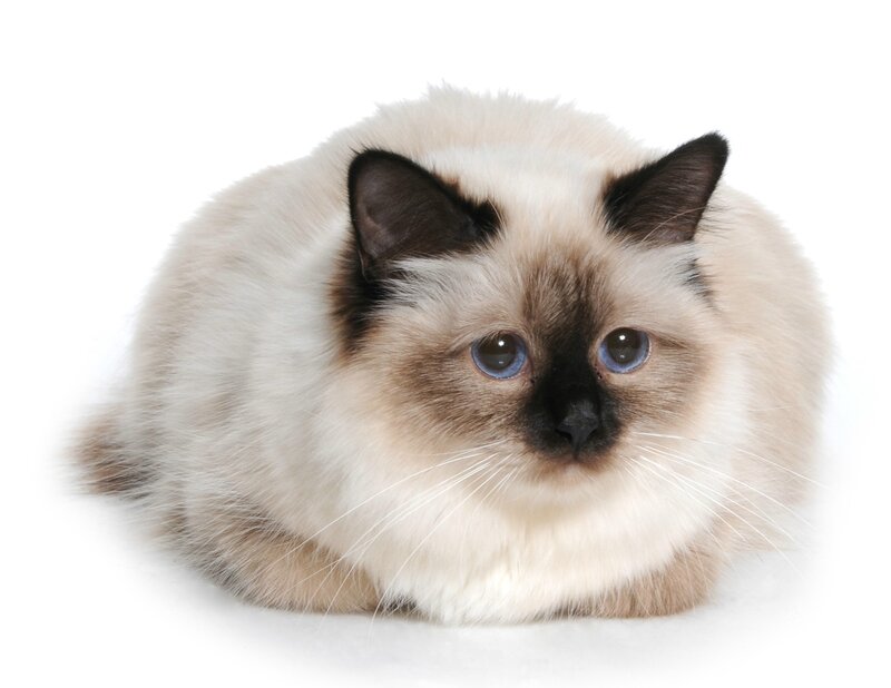 Fluffy Cat with Blue Eyes — White, Calm, Photograph, White Background, Long Fur