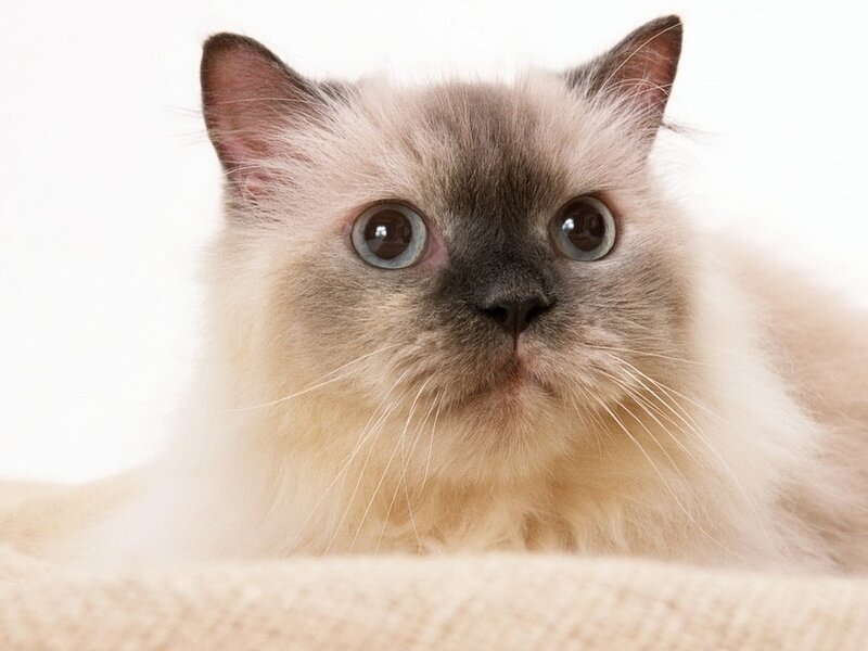 Fluffy Cat with Blue Eyes — White, Calm, Photograph, White Background, Whiskers