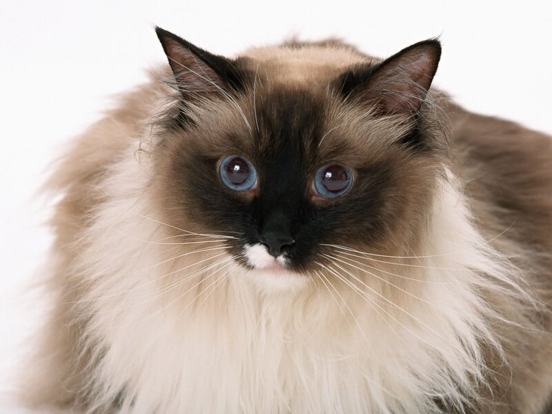 Fluffy Cat with Blue Eyes — White, Calm, Photograph, White Fur