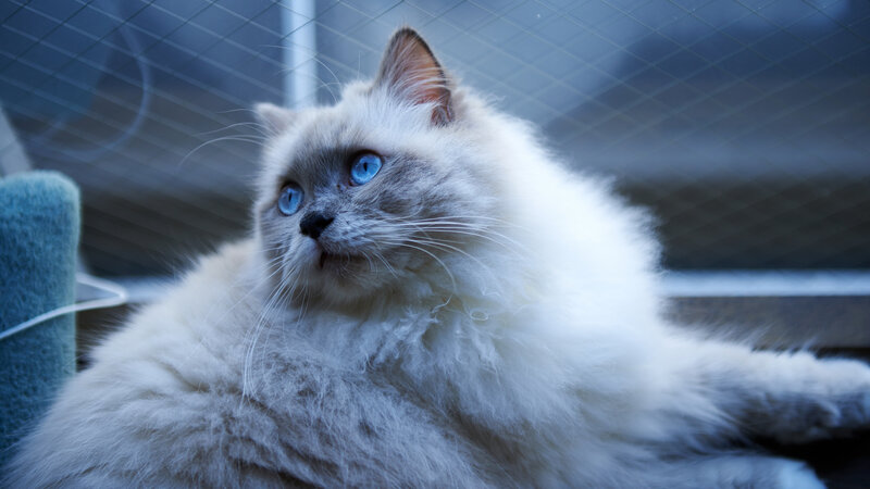 Fluffy Cat with Blue Eyes — White, Calm, Photograph, Window