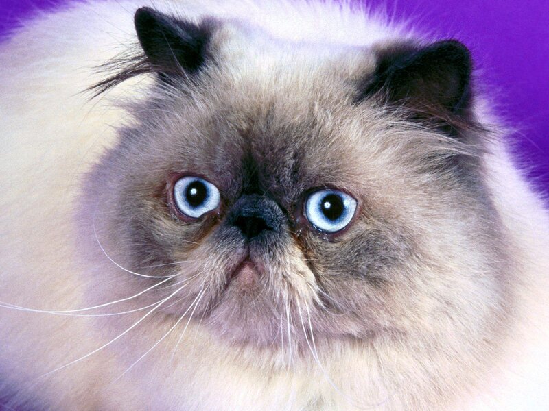 Fluffy Cat with Blue Eyes — White, Calm
