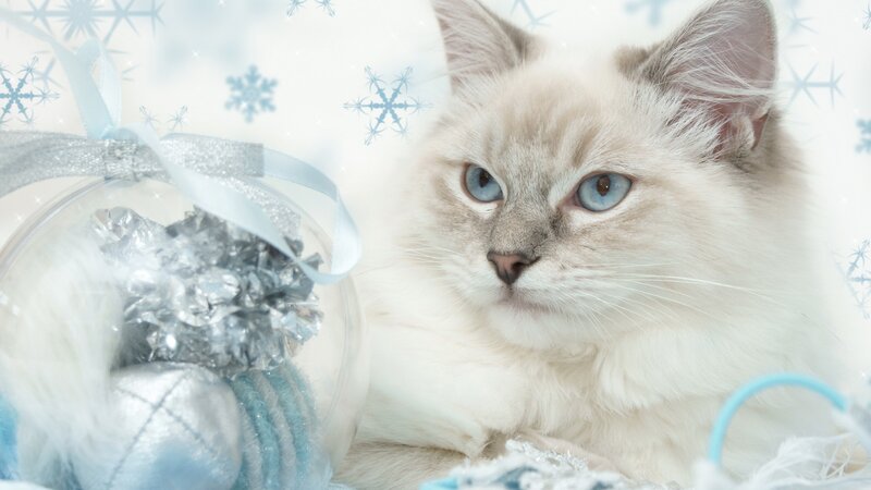 Fluffy Cat with Blue Eyes — White, Calm, Winter, Photograph, Snowflake Pattern