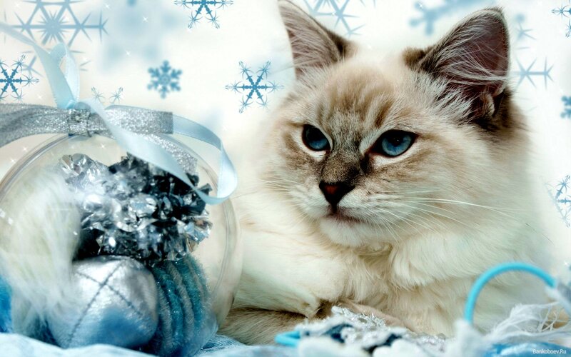 Fluffy Cat with Blue Eyes — White, Calm, Winter, Photograph, Snowflakes