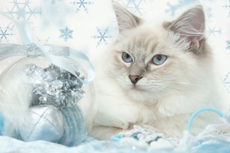 Fluffy Cat with Blue Eyes — White, Calm, Winter