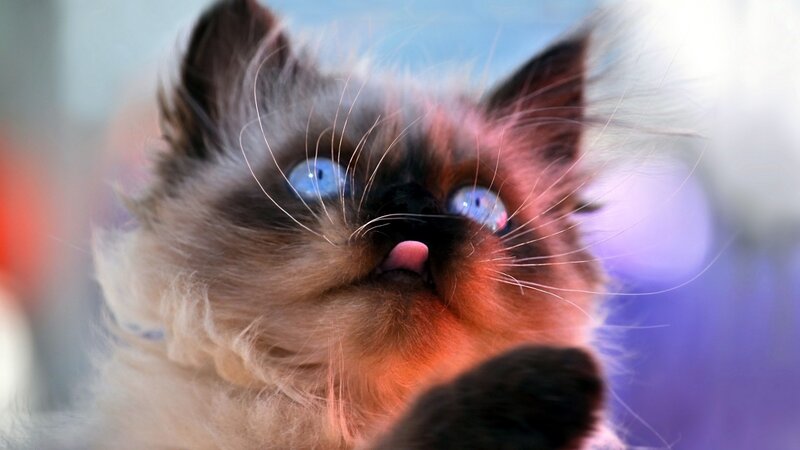 Fluffy Cat with Blue Eyes — White, Curious, Photograph
