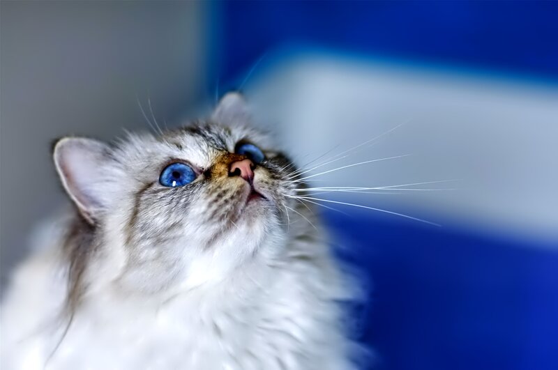 Fluffy Cat with Blue Eyes — White, Curious, Photograph, Whiskers, Blue Background