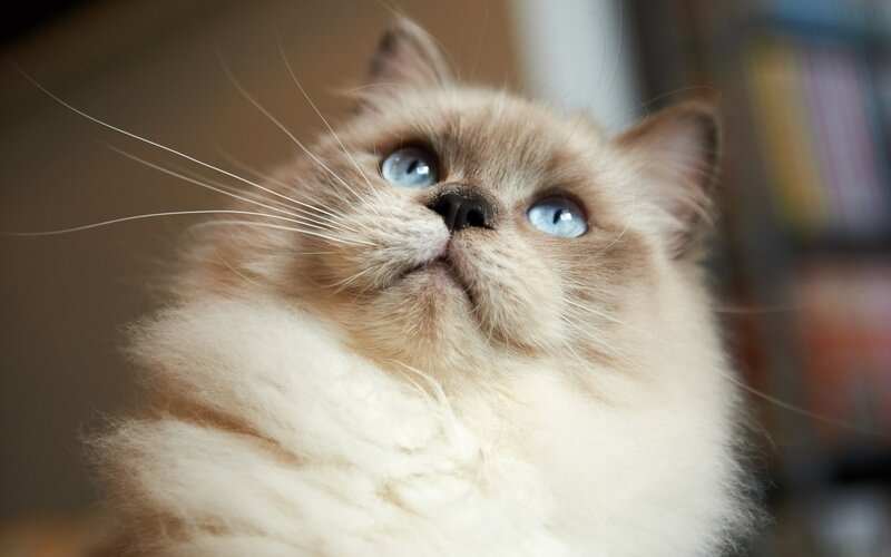 Fluffy Cat with Blue Eyes — White, Curious, Photograph, Whiskers, Bookshelf