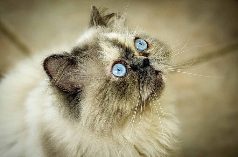 Fluffy Cat with Blue Eyes — White, Curious, Photograph, Whiskers, Fur