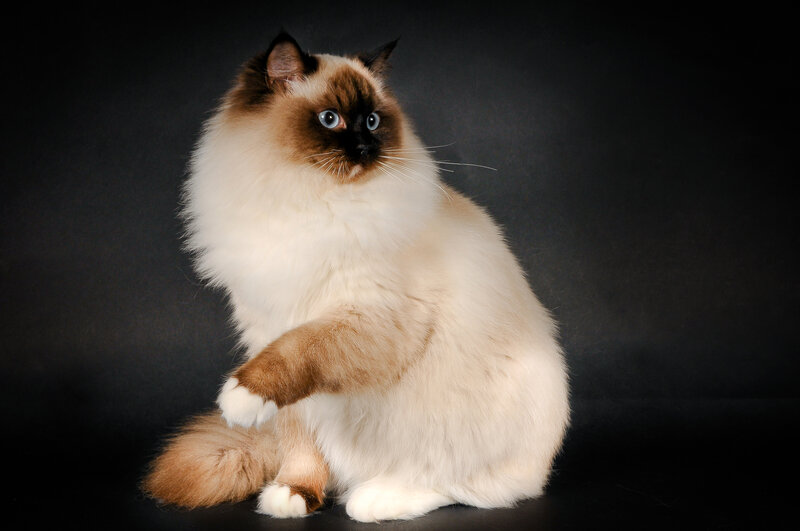 Fluffy Cat with Blue Eyes — White, Dramatic, Photograph, Black Background