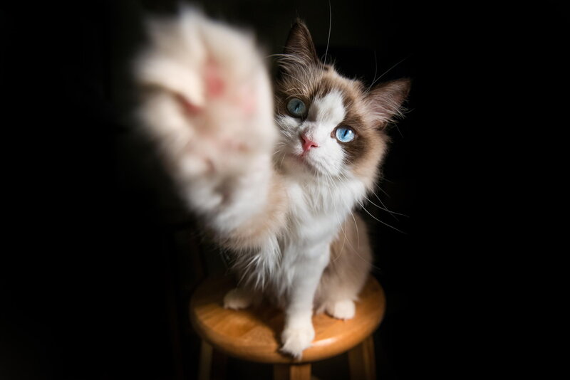 Fluffy Cat with Blue Eyes — White, Dramatic, Photograph, Stool