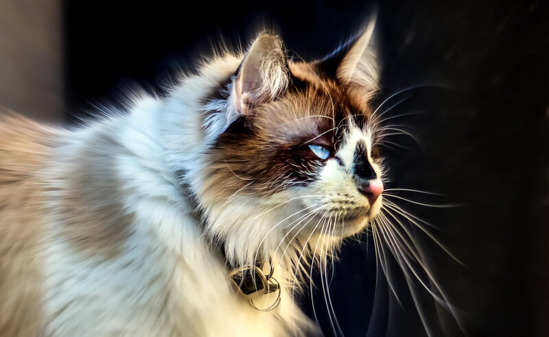 Fluffy Cat with Blue Eyes — White, Dramatic, Photograph