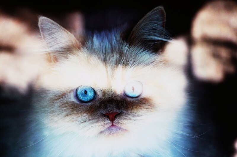 Fluffy Cat with Blue Eyes — White, Dramatic, Photograph, Whiskers