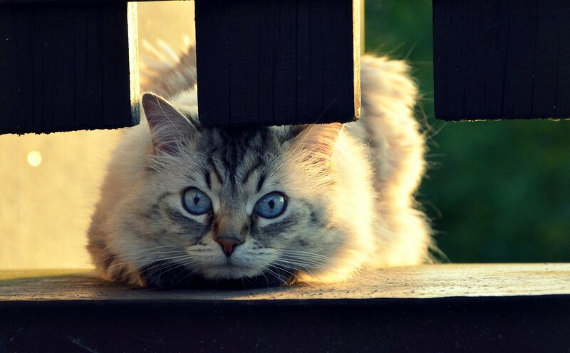 Fluffy Cat with Blue Eyes — White, Dramatic, Sunset