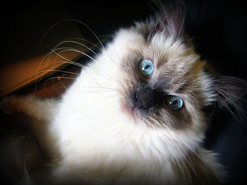 Fluffy Cat with Blue Eyes — White, Dramatic
