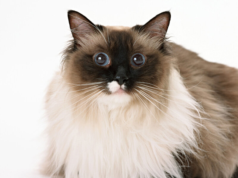Fluffy Cat with Blue Eyes — White, Neutral