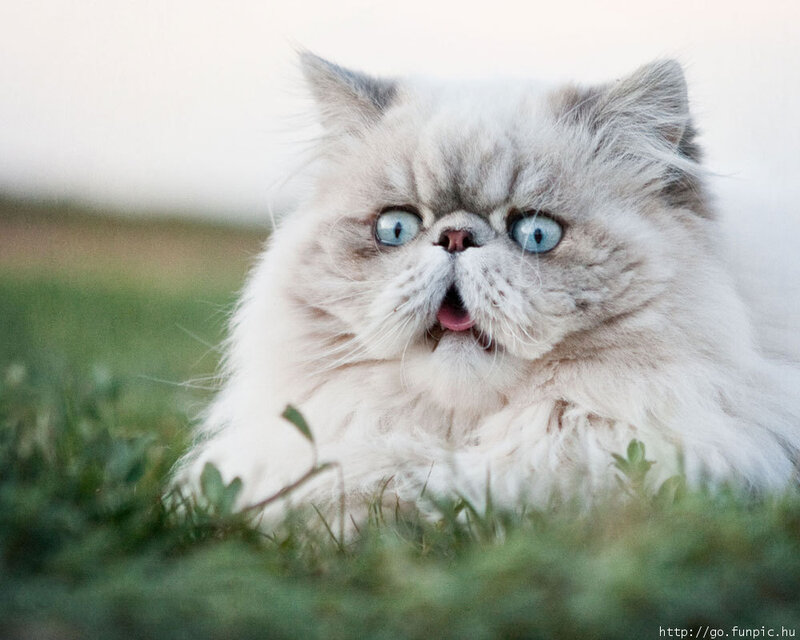 Fluffy Cat with Blue Eyes — White