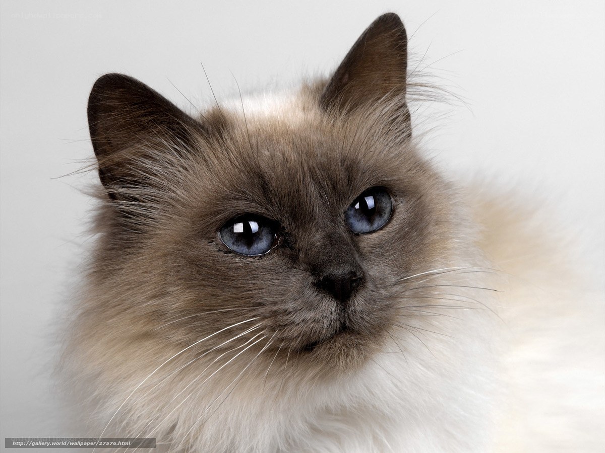 fluffy cat with blue eyes