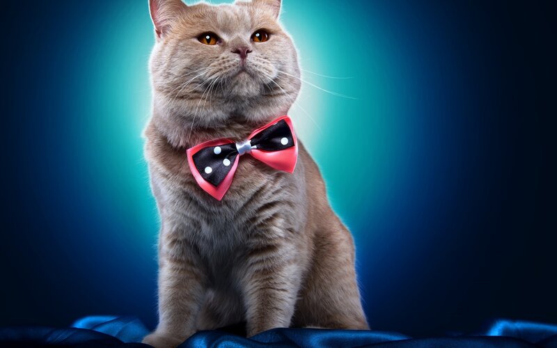 Fluffy Cat with Bow Tie