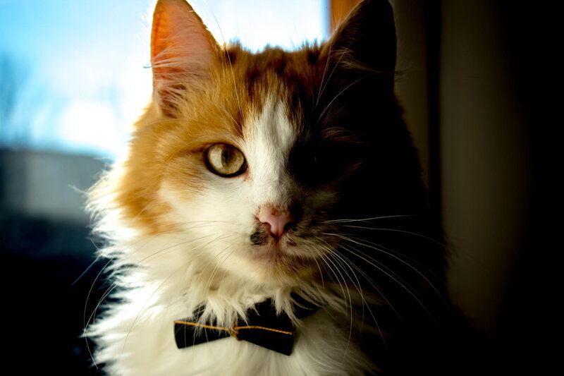 Fluffy Cat with Bowtie