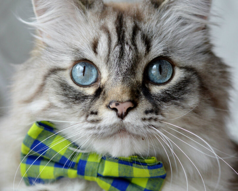 Fluffy Cat with Bowtie — White, Calm