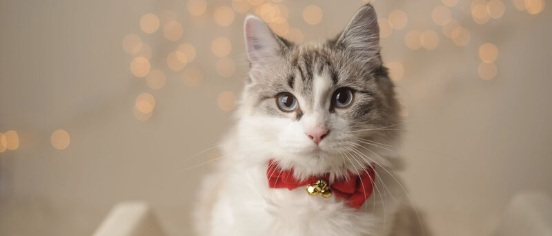 Fluffy Cat with Bowtie — White