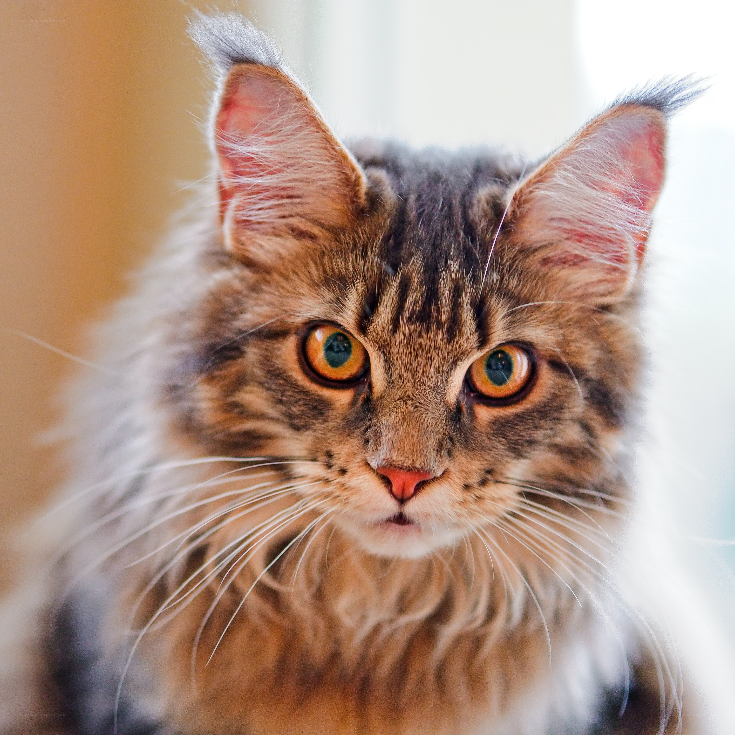 fluffy cat with bright eyes