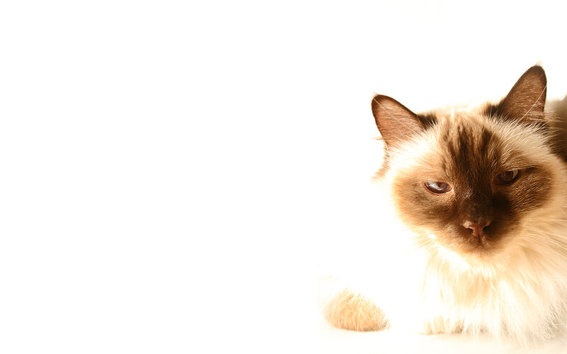 Fluffy Cat with Brown Face